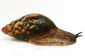 Archachatina marginata ssp Cameroon 5 adult